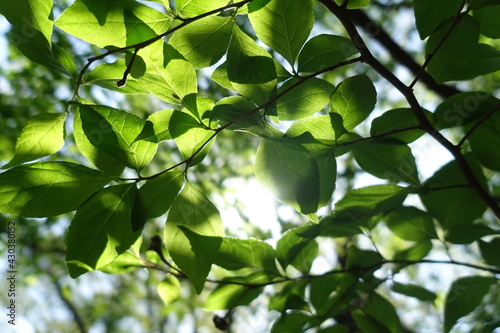 福岡の山で見た、太陽に照らされる葉っぱ