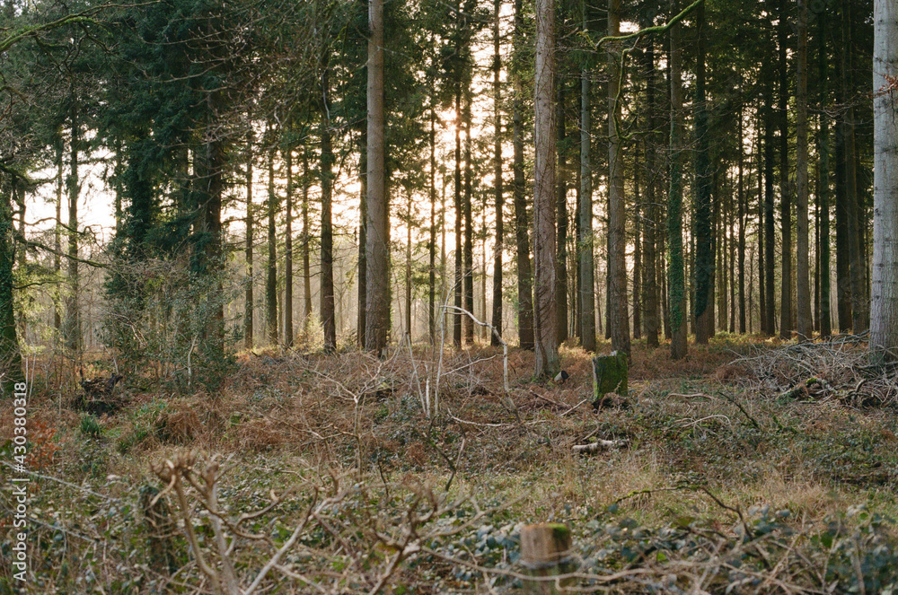 English forest of trees shot on film English forest of trees shot on film