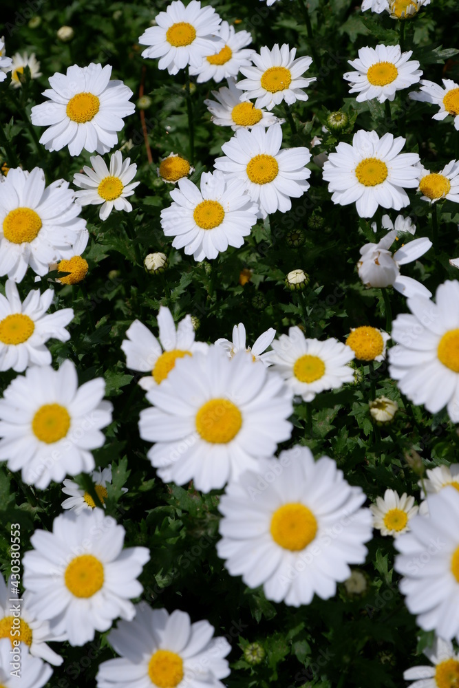 Obraz premium white daisy close up shot in sunny day