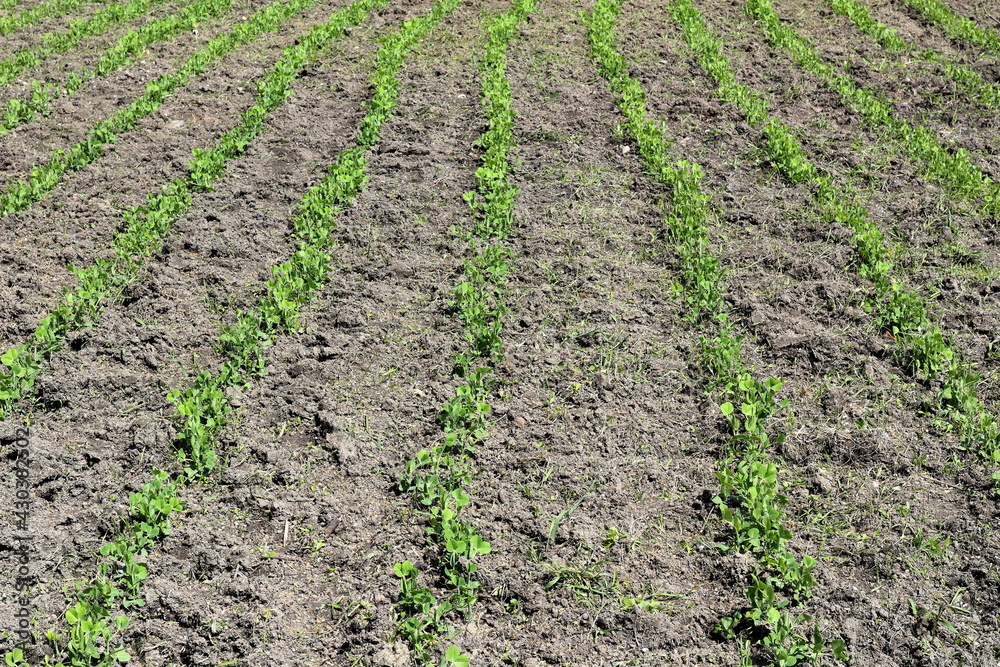spring pea shoots in the field spring pea shoots in the field