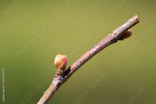 Foto spring a vine with a swollen bud on a blurry background