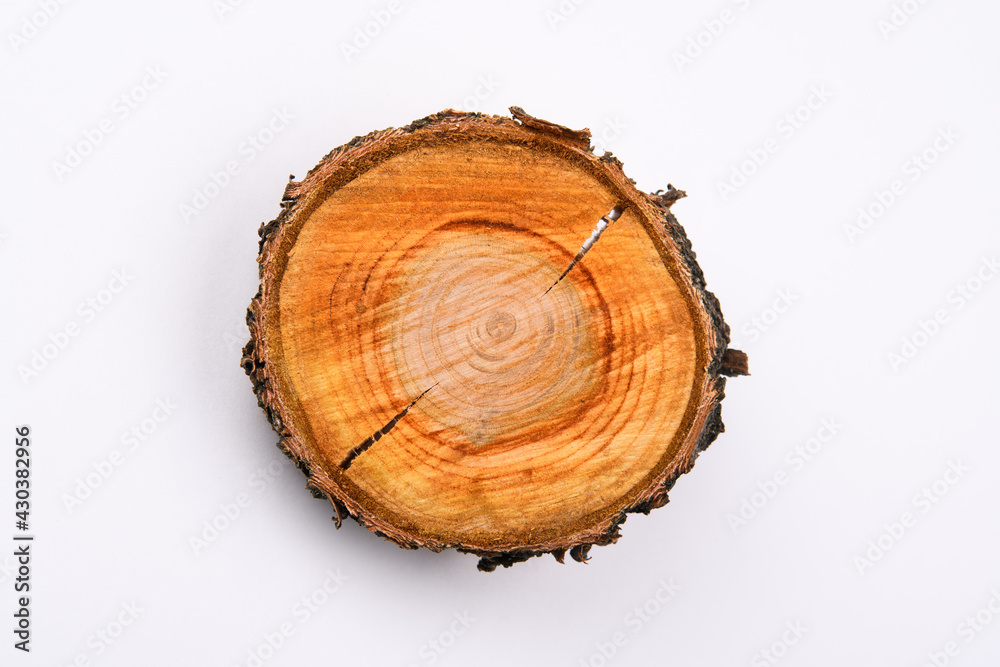 cross section of a tree trunk with annual rings on a white surface cross section of a tree trunk with annual rings on a white surface