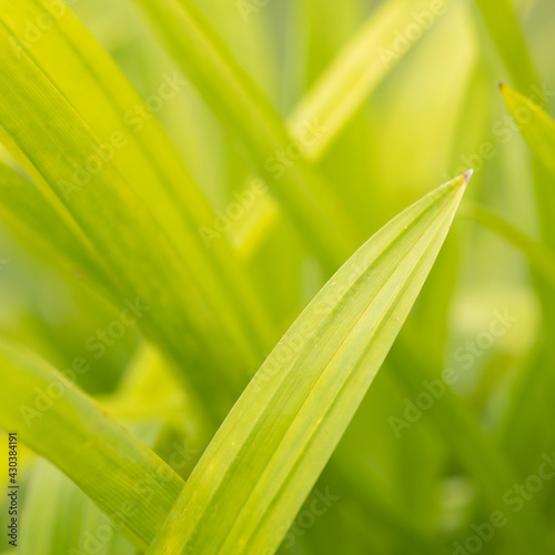 Abstract blurred Nature background. Texture of green leaf plant wallpaper with sun light.