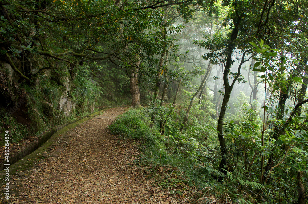 Üppig grüner nebeliger Wanderweg Pfad - Madeira/Portugal