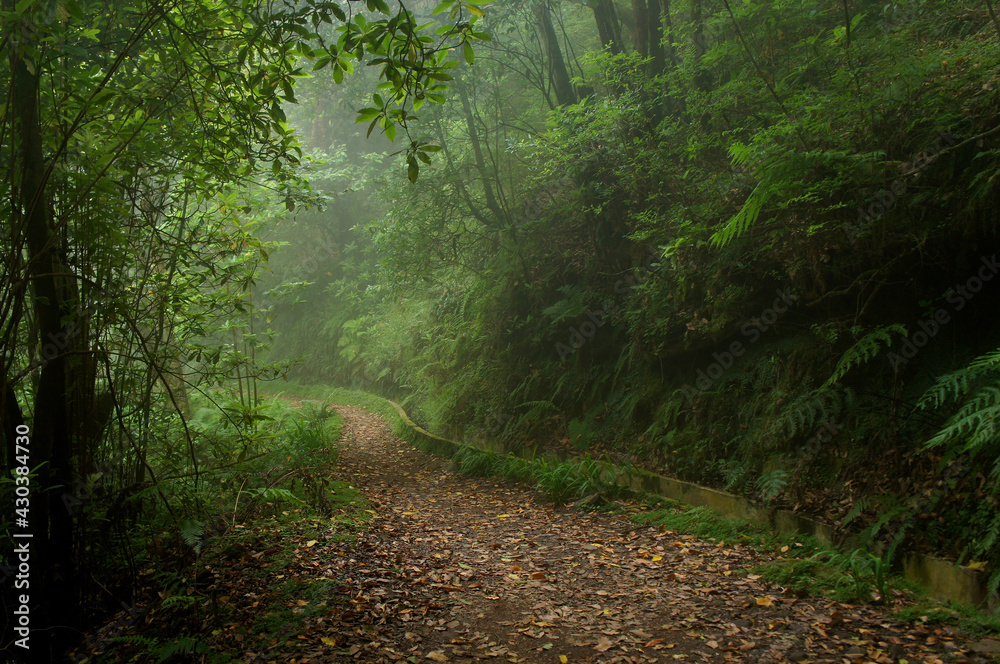Fototapeta premium Üppig grüner Wanderweg Pfad - Madeira/Portugal