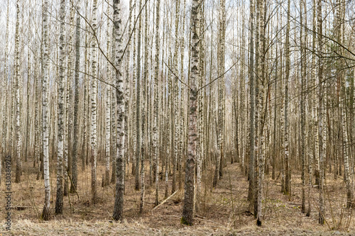 slender rows of a young birch grove