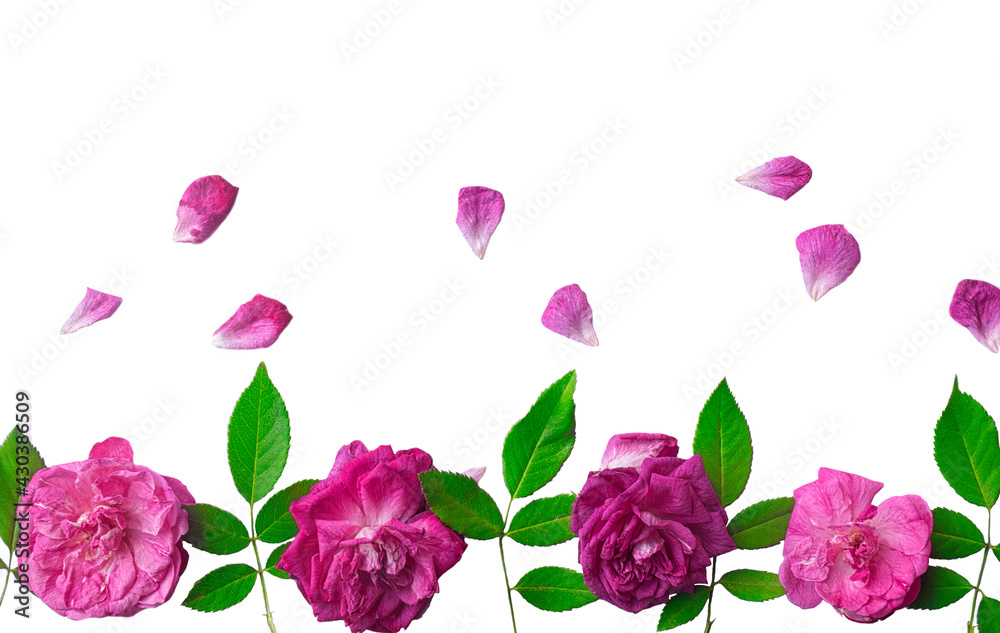Marco de rosas rosadas sobre fondo blanco para sitios web, tarjetas del día de la madre, día de la mujer, matrimonios etc. Marco de rosas rosadas sobre fondo blanco para sitios web, tarjetas del día de la madre, día de la mujer, matrimonios etc.
