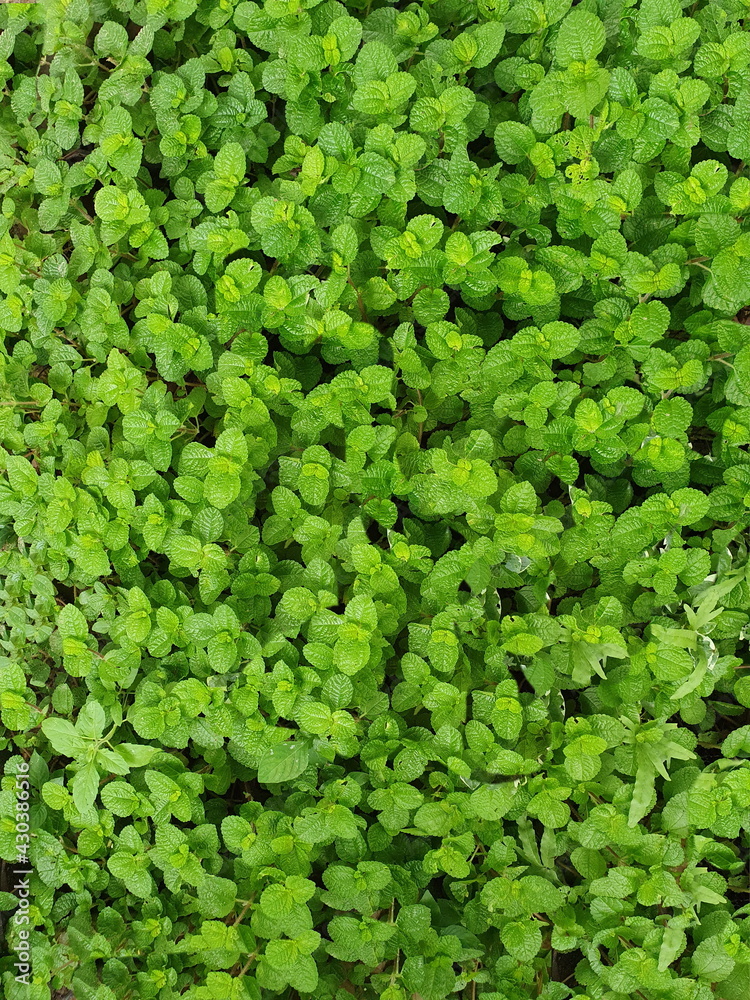 Creeping Charlie (Pilea nummulariifolia) is popular to cover the ground. In the Urticaceae family, it is usually indoors with small white hairy stems. Scientific name: Pilea nummulariifolia (Sw.) Wedd Creeping Charlie (Pilea nummulariifolia) is popular to cover the ground. In the Urticaceae family, it is usually indoors with small white hairy stems. Scientific name: Pilea nummulariifolia (Sw.) Wedd