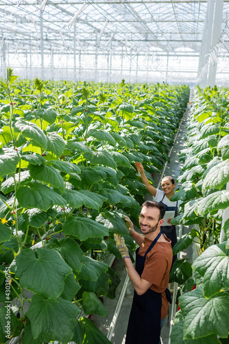 happy interracial farmers looking at camera while working in greenhouse