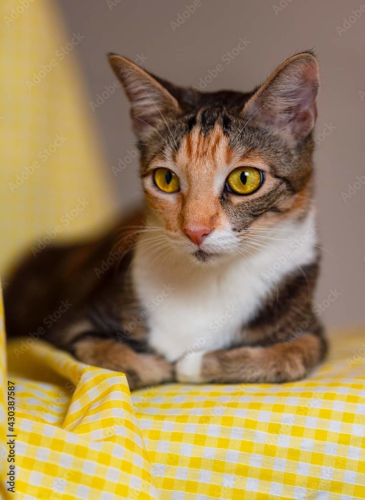 cute cat on the bed cute cat on the bed