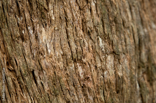 Bark of a tree