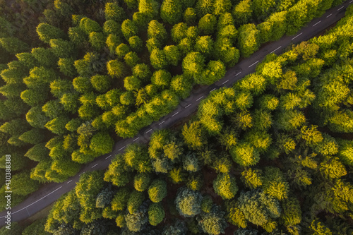 Fototapeta Aerial view of the road in the forest with green pine trees, Chão das Feiteiras, Madeira Island, Portugal