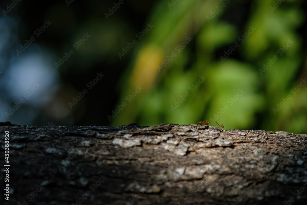 small red ants walking on the tree's bark in with light and shade