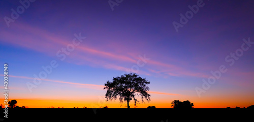 Amazing sunset and sunrise.Panorama silhouette tree in africa with sunset.Dark tree on open field dramatic sunrise.Safari theme.