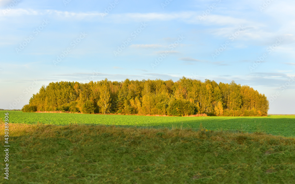 View of a green field with a forest against a blue sky. Out of focus