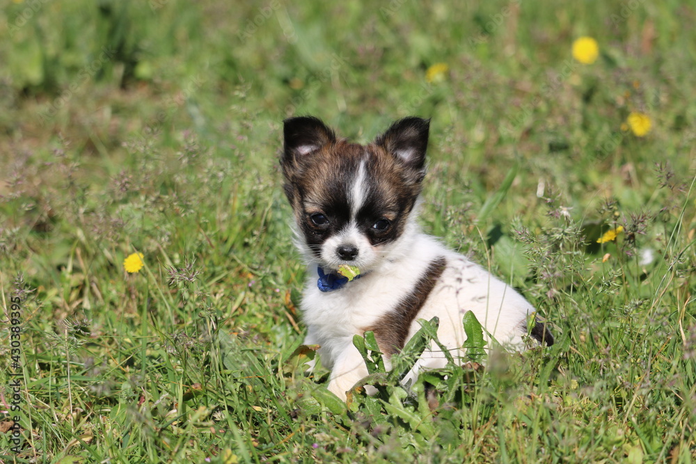 chiot chihuahua chiot chihuahua