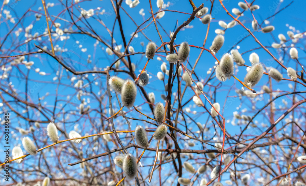Willow branches with fluffy flowers against the blue sky. Spring. Willow branches with fluffy flowers against the blue sky. Spring.