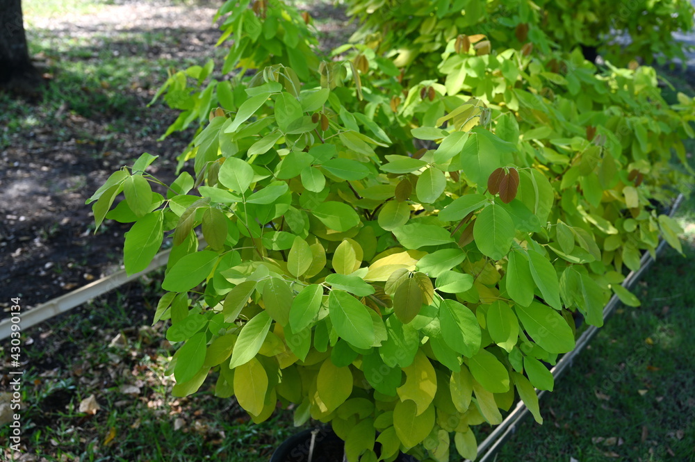 Foto De Horse Bush Leaves Golden Yellow Family FABACEAE Scientific foto-de-horse-bush-leaves-golden-yellow-family-fabaceae-scientific