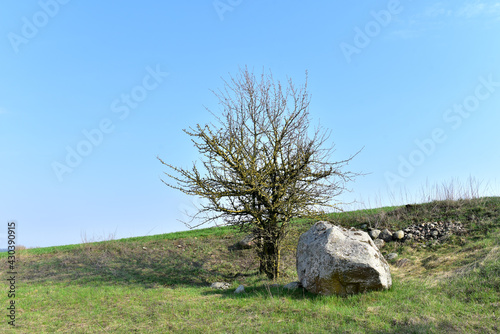 Ancient historical huge stone near a tree in a field with green grass against a blue sky. Big boulder stones in the field. Large rocks at agricultural farm. Natural geologic concept.
