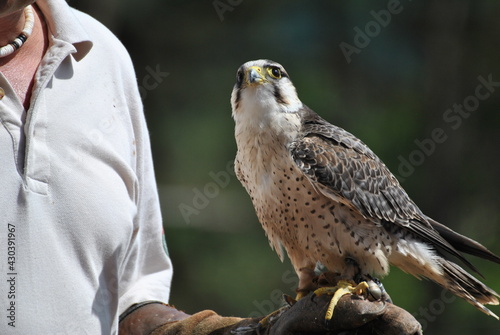 Man holding Laggar falcon