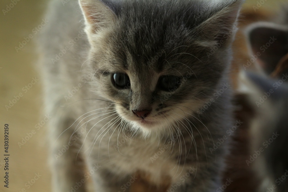 A gray tabby kitten walks indoors. Close-up portrait of a curious gray kitten. A kitten of gray-blue color looks ahead of itself.