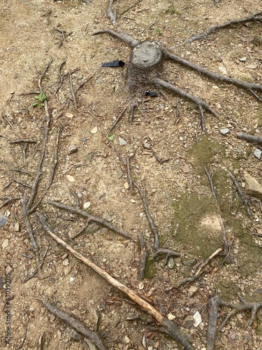 Tree and roots cut off