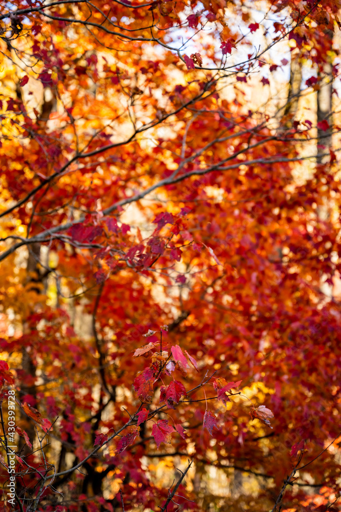Red Leaves Brighten The Forest