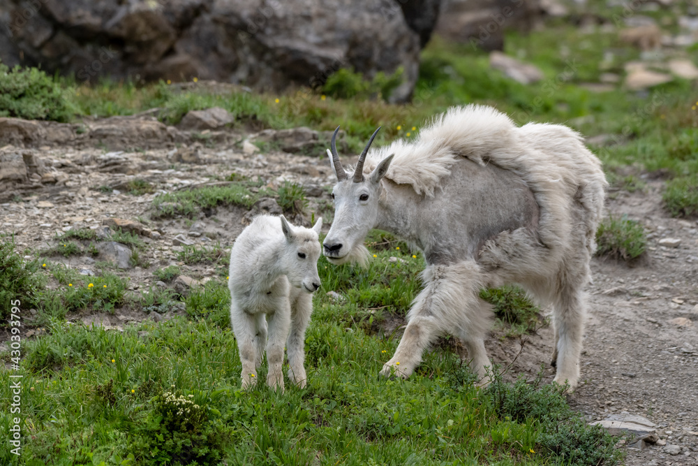 Scruffy Mountain Goat and Kid near Logan Pass Scruffy Mountain Goat and Kid near Logan Pass