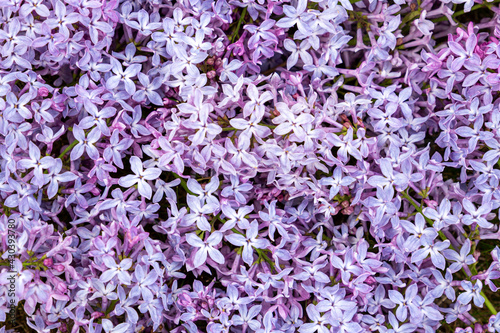 Close up of blooming lilac flowers in flat lay