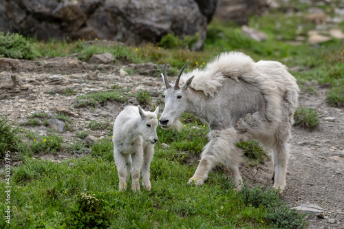 Scruffy Mountain Goat and Kid near Logan Pass