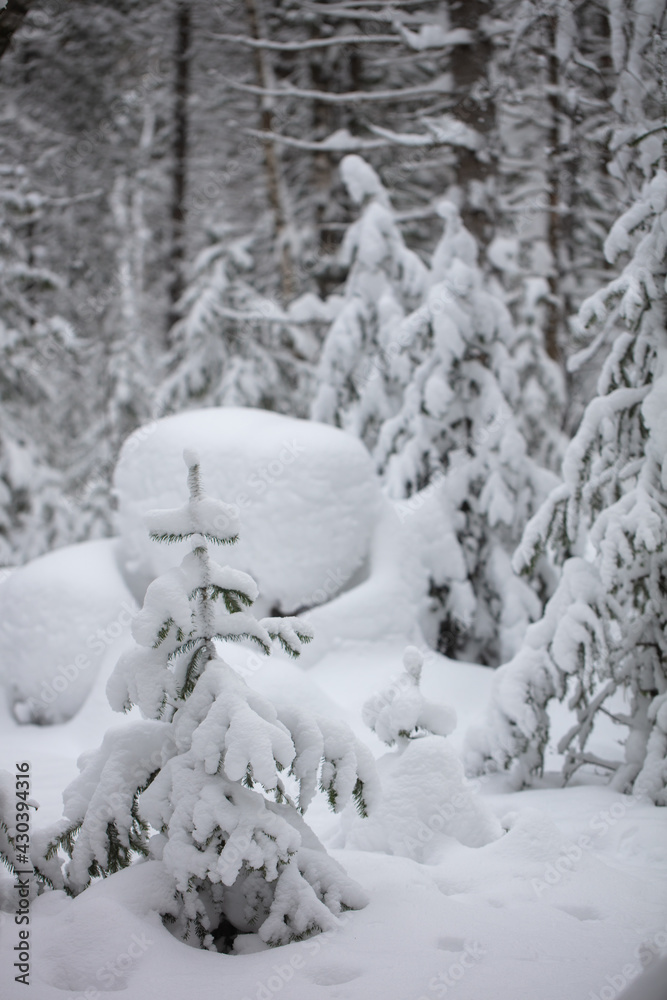 Snow-covered trees in a wild forest. Large snowdrifts in the taiga Snow-covered trees in a wild forest. Large snowdrifts in the taiga