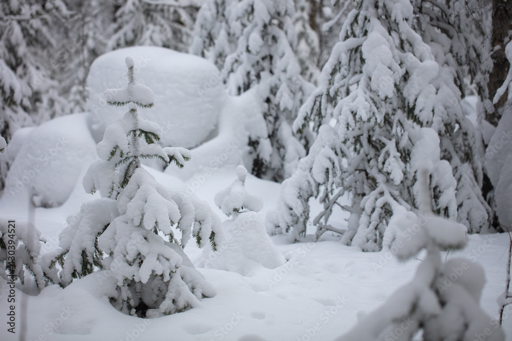 Snow-covered trees in a wild forest. Large snowdrifts in the taiga Snow-covered trees in a wild forest. Large snowdrifts in the taiga