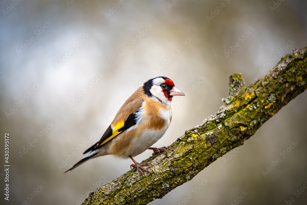 European goldfinch bird on a twig European goldfinch bird on a twig