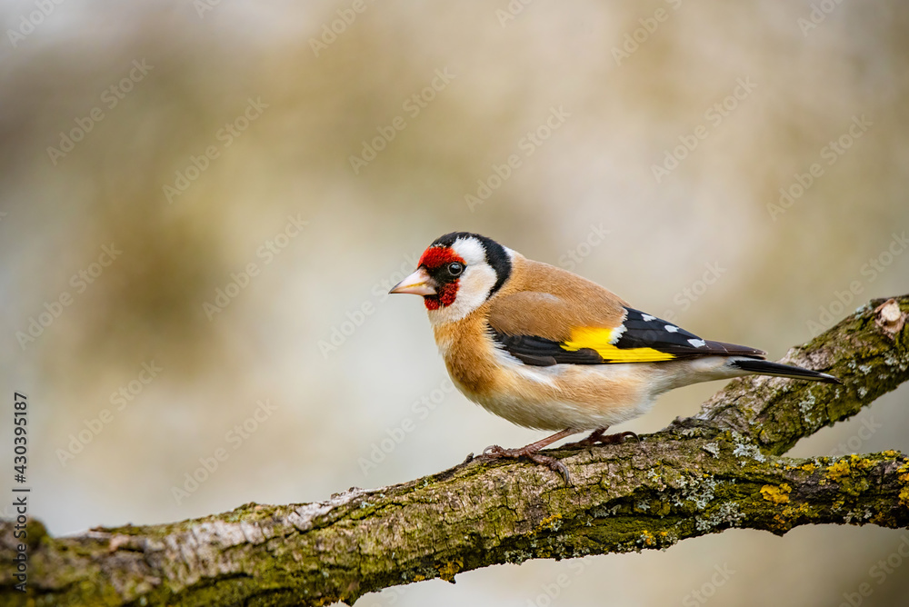 Fototapeta premium European goldfinch bird on a twig