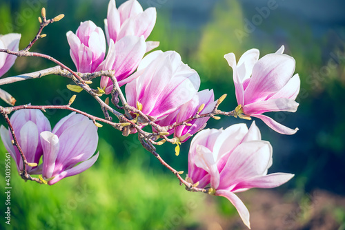 Branch with lovely pink magnolia flowers in the spring garden. 