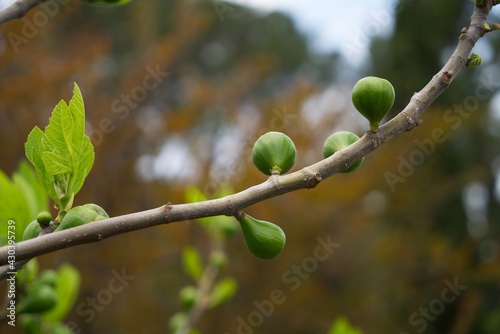 Young fruit of a date tree on a branch