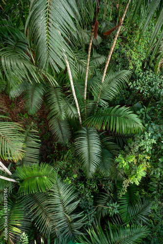 Full Frame Shot Of Palm Tree Leaves  Soberania National Park  Panama  Central America