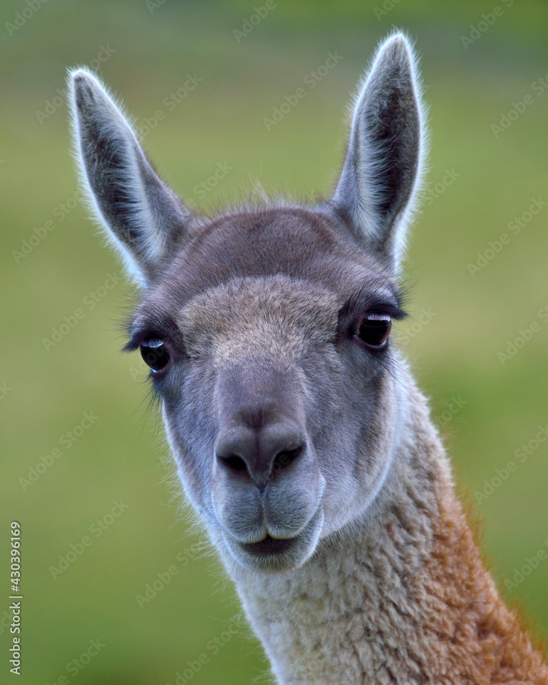 Close up of a Guanaco - Chile