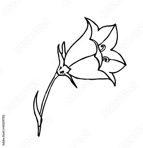 Vector botanical ink line drawing of the harebell flower