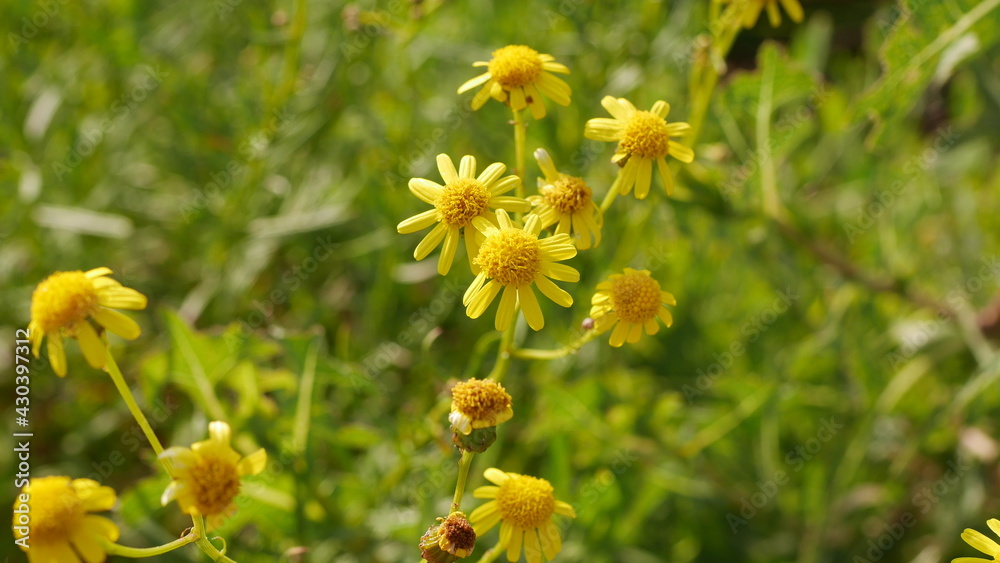 Blüten im Sommer Blüten im Sommer