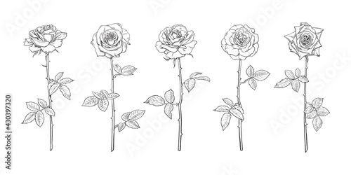 Black and white rose flower set in engraving style with leaves and stems. Decorative vector elements for tattoo, greeting card, wedding invitation, flower shop.