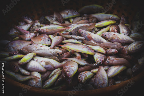 Collection of northern red snapper fish kept on a fish container for auction. photo