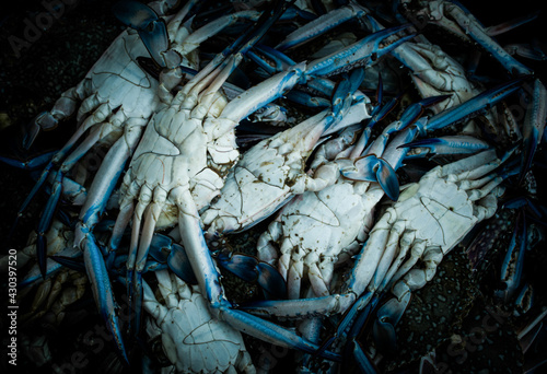 Chesapeake bluecrabs close up shot. photo