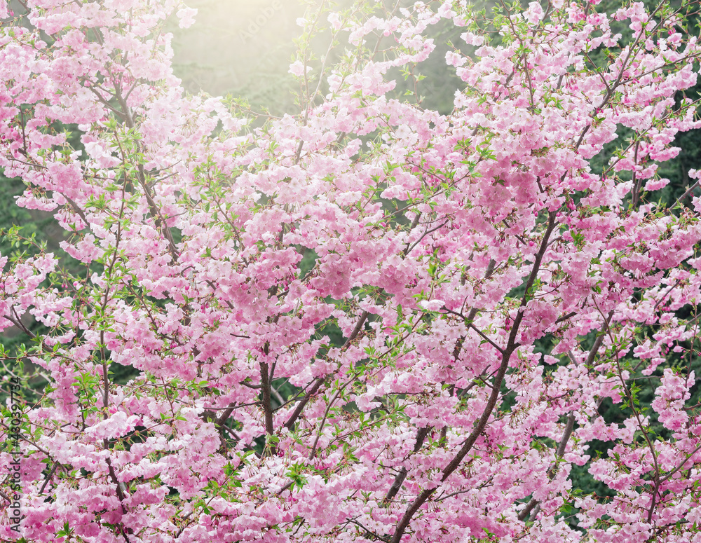 Blossoming cherry branches with white flowers in the garden. Blossoming cherry branches with white flowers in the garden.