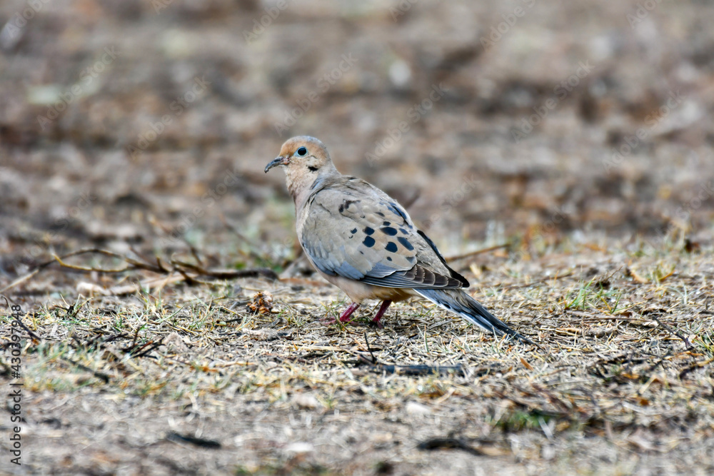 Fototapeta premium sparrow on the beach