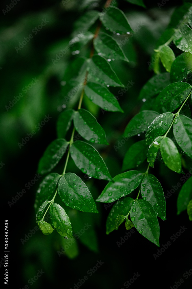 Close-ups of nature during the rainy season with water on the leaves, background images and green leaf patterns.