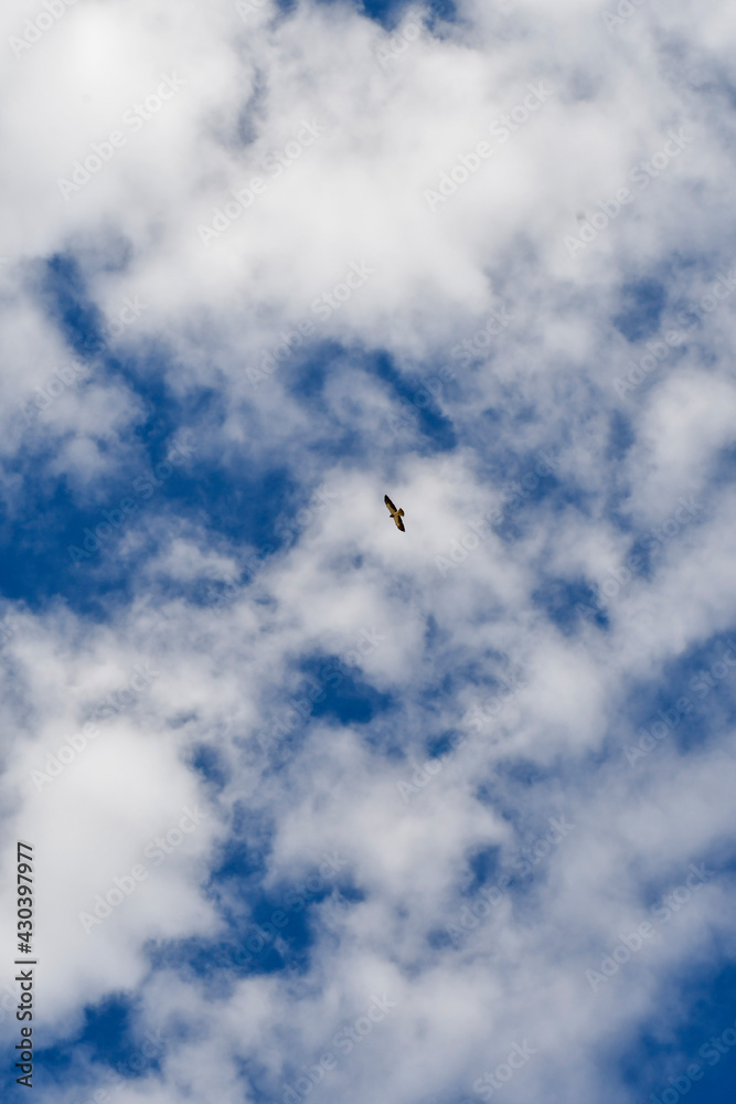 Fototapeta premium seagull in flight