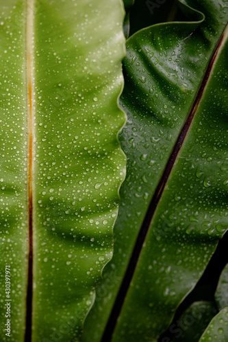 Close-ups of nature during the rainy season with water on the leaves, background images and green leaf patterns.