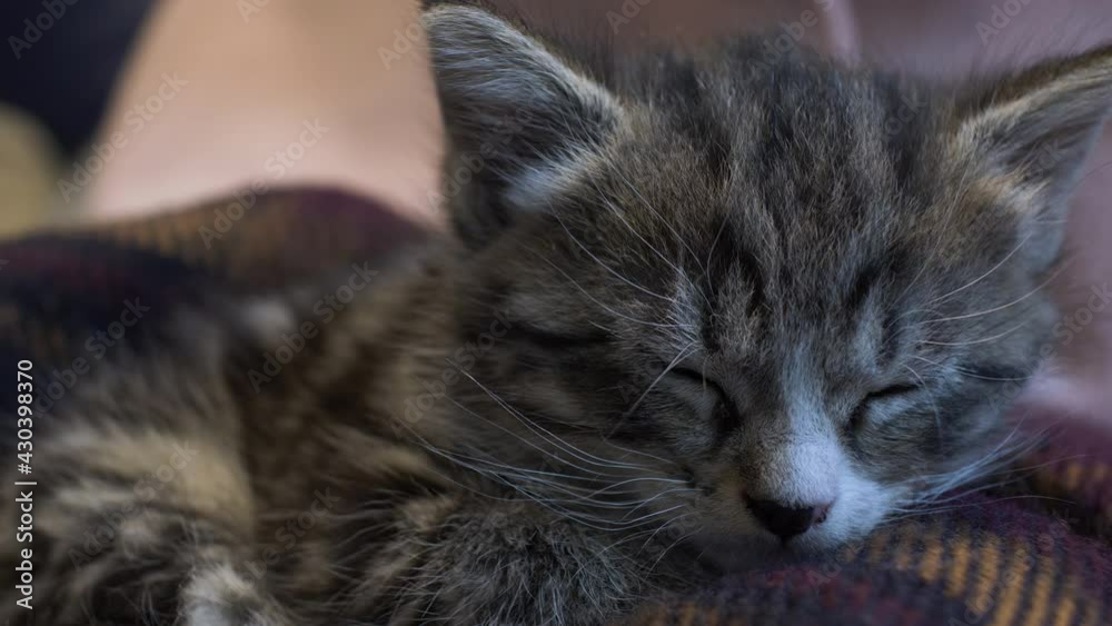 Striped Tabby Kitten Sleeping On Blanket. Close Up, Locked Off Striped Tabby Kitten Sleeping On Blanket. Close Up, Locked Off