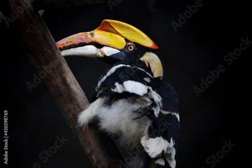 black and yellow billed hornbill